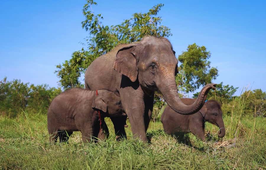 Bangkok: Ethical Elephant Care Half-Day with Transfers - Key points before you go