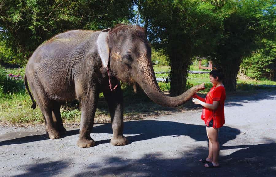 Bangkok: Ethical Elephant Care Half-Day with Transfers - Stop 3: return to Bangkok and how to end the day well