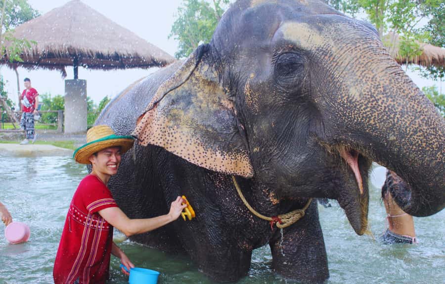 Bangkok: Ethical Elephant Care Half-Day with Transfers - What’s included: the support details that make it easier