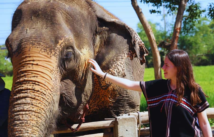 Bangkok: Ethical Elephant Care Half-Day with Transfers - Price and what you actually get for $84
