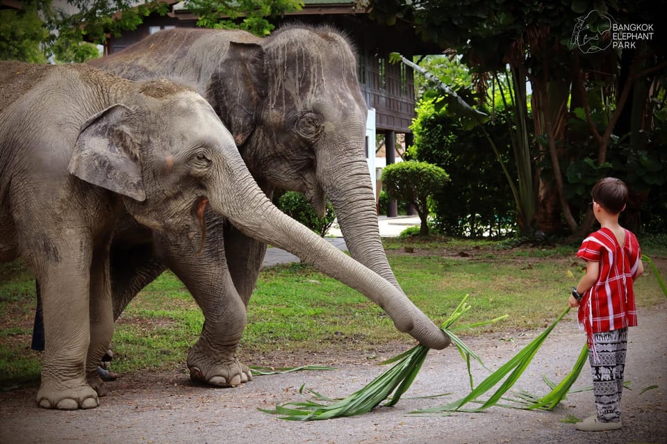 Bangkok Highlights: Ethical Elephant Care and Buffet Lunch - Price ($74) and Value: What You’re Actually Paying For