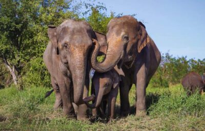 Bangkok Highlights: Ethical Elephant Care and Buffet Lunch - The Drive Out of Bangkok: Logistics That Can Make or Break the Day