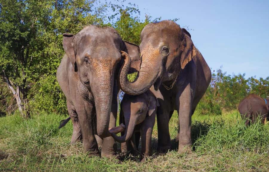 Bangkok Highlights: Ethical Elephant Care and Buffet Lunch - The Drive Out of Bangkok: Logistics That Can Make or Break the Day