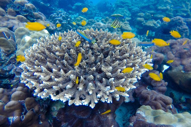 Best of Phi Phi Islands Snorkeling Tour from Phuket - Price and value: counting the included extras (and park fees)