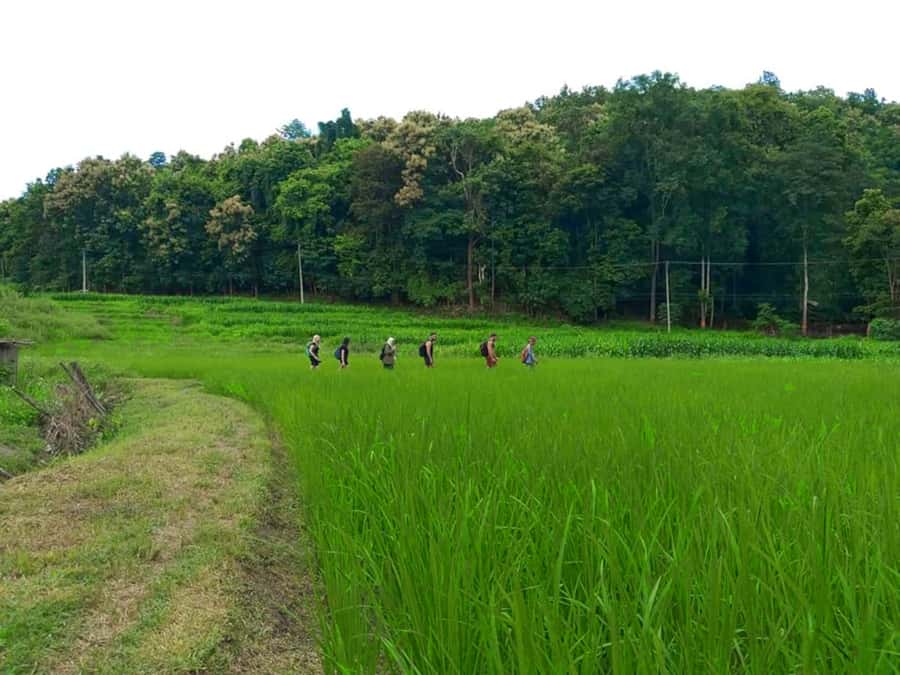 Chiang Mai: 2-Day Jungle Trek with Elephant Farm & Raft Ride - Elephant sanctuary in the jungle: feeding and river bathing (no riding)