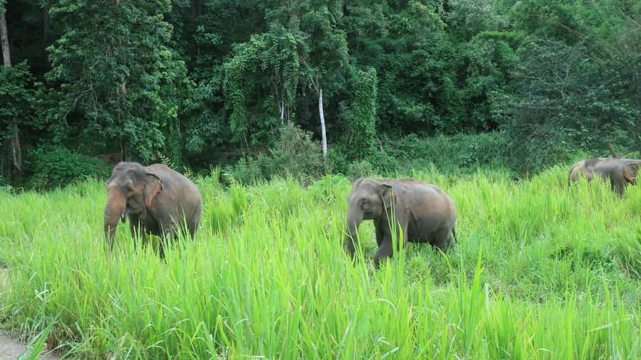Chiang Mai: 2-Day Jungle Trek with Elephant Farm & Raft Ride - Market morning and Mae Wang River bamboo rafting
