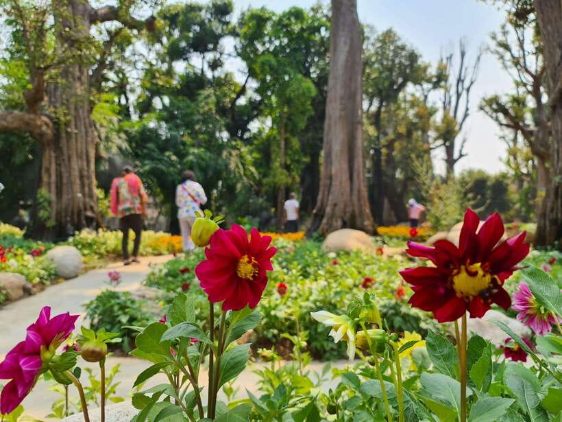 Chiang Mai: Dantewada Land of Angels & Sticky Waterfall Tour - What’s Included, What’s Not, and How to Judge the $54 Value