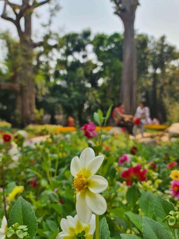 Chiang Mai: Dantewada Land of Angels & Sticky Waterfall Tour - Who This Tour Fits Best (and Who Might Want Something Else)