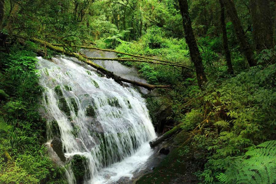 Chiang Mai: Doi Inthanon National Park, Waterfall & Lunch - 6 key things to know before you go to Doi Inthanon