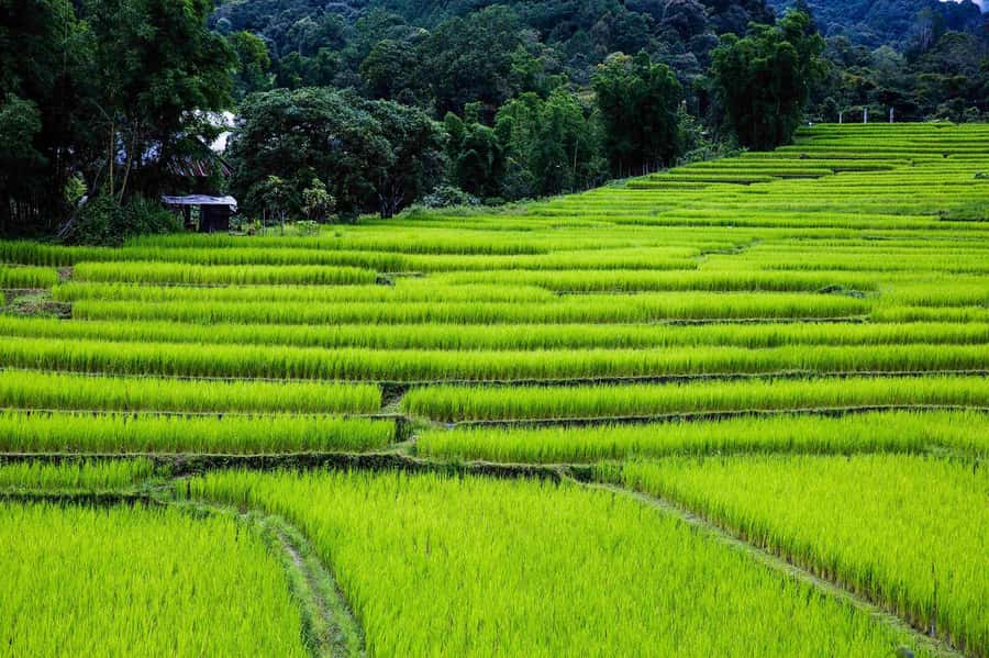 Chiang Mai: Doi Inthanon National Park, Waterfall & Lunch - Twin King and Queen Pagodas: dress code and the photo payoff