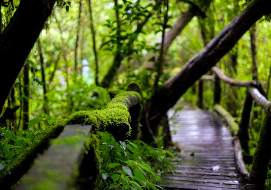Chiang Mai: Doi Inthanon National Park with Ticket & Lunch - The Long, Scenic Ride Up: From Chiang Mai to the Roof of Thailand