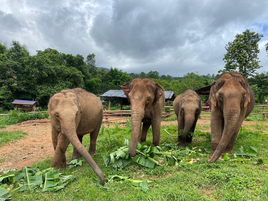 Chiang Mai: Elephant Dream Project Sanctuary - Half-Day - Chiang Mai Pickup to Jungle Sanctuary: The Half-Day Rhythm