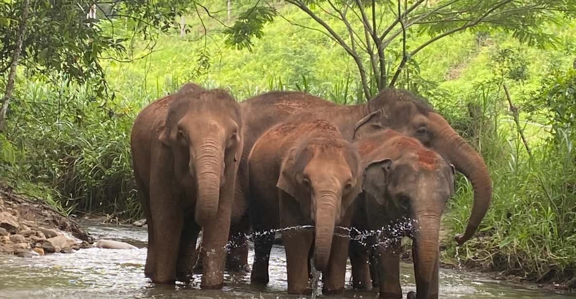 Chiang Mai: Elephant Dream Project Sanctuary - Half-Day - Practical Tips: What to Bring and How to Stay Comfortable