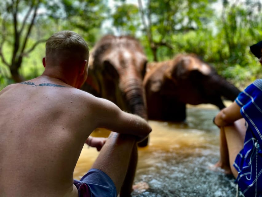 Chiang Mai: Elephant Dream Project Sanctuary - Half-Day - Feeding Time: Helping Without Turning It Into a Show