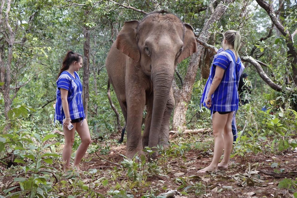 Chiang Mai: Elephant Dream Project Sanctuary - Half-Day - Jungle Walks With Elephants: The Best Photos Are Earned Slowly
