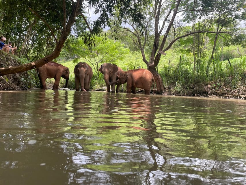 Chiang Mai: Elephant Dream Project Sanctuary - Half-Day - Lunch in the Village: Thai Food That Actually Satisfies