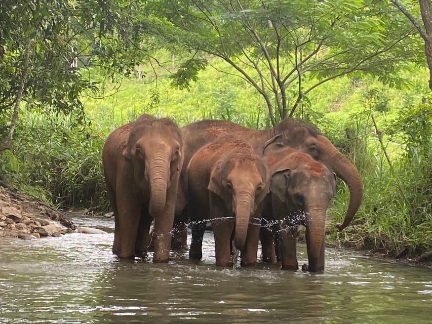 Chiang Mai: Elephant Dream Project Sanctuary - Half-Day - The Return to Chiang Mai: Don’t Pack Too Tight