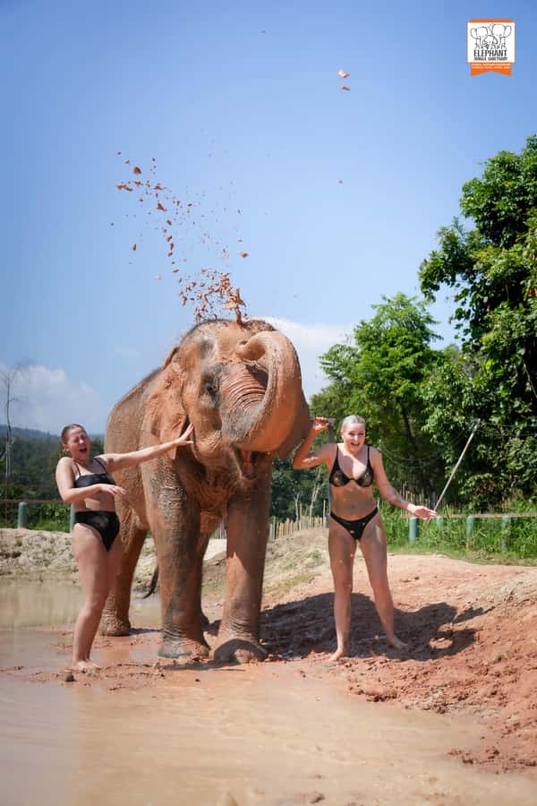 Chiang Mai: Elephant Jungle Sanctuary with Lunch & Transfer - Key things that make this tour worth your time