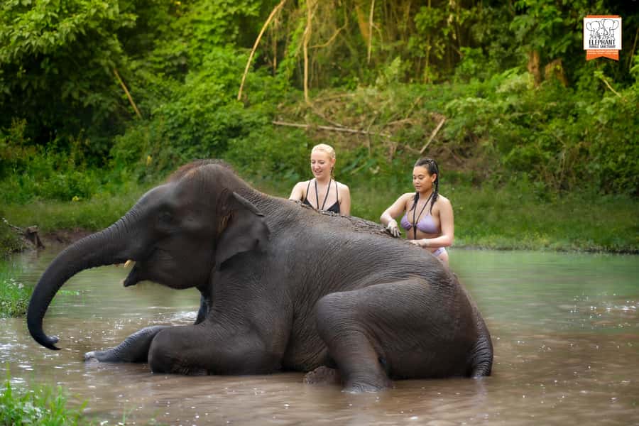 Chiang Mai: Elephant Jungle Sanctuary with Lunch & Transfer - Getting to Elephant Jungle Sanctuary: The van ride and why it matters