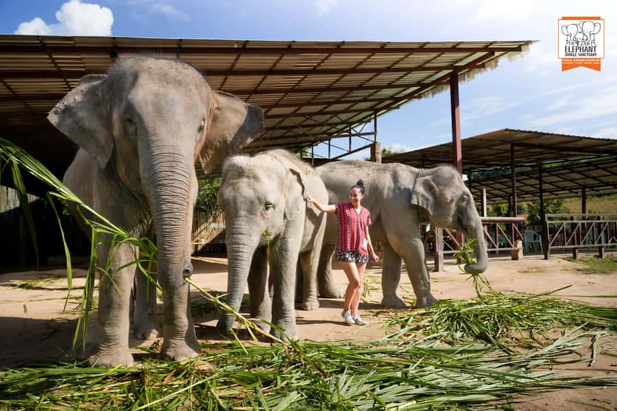 Chiang Mai: Elephant Jungle Sanctuary with Lunch & Transfer - The mud spa: the hands-on moment that turns lessons into memories