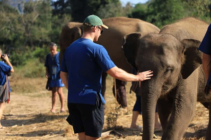 Chiang Mai: Elephant Sanctuary Bamboo Raft & Padthai Cooking - Pad Thai cooking workshop: vegetarian, practical, and actually fun
