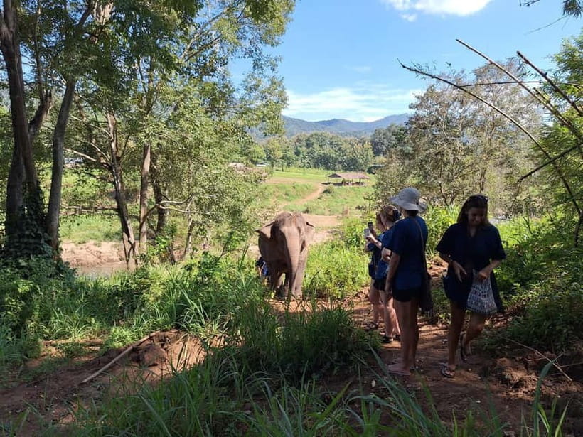 Chiang Mai: Elephant Sanctuary Bamboo Raft & Padthai Cooking - Should you book this Chiang Mai elephant sanctuary + bamboo rafting day?