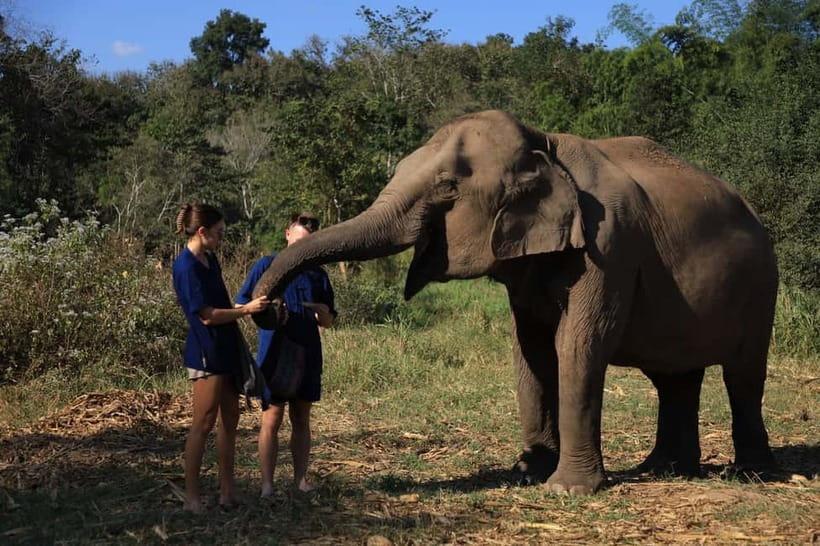 Chiang Mai: Elephant Sanctuary Bamboo Raft & Padthai Cooking - Feeding and walking in the forest: the moments that feel most real