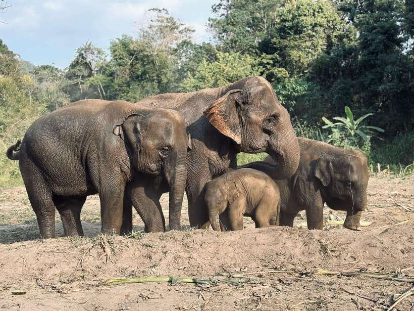 Chiang Mai: Elephant Sanctuary Feeding Program Half-Day Tour - Key points worth knowing before you go
