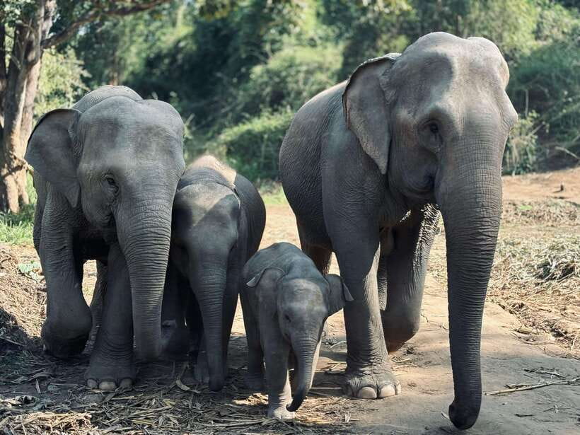 Chiang Mai: Elephant Sanctuary Feeding Program Half-Day Tour - Nature walk with rangers: seeing the setting behind the feeding
