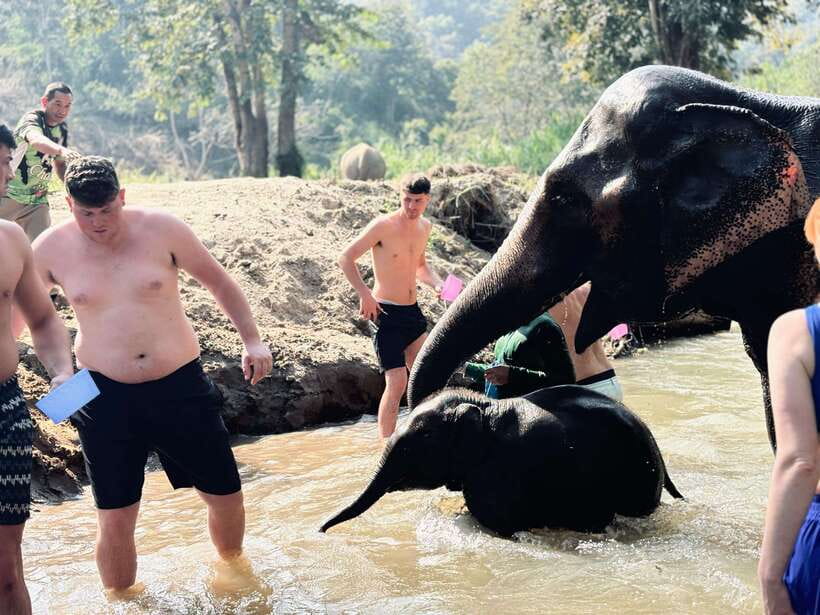 Chiang Mai: Elephant Sanctuary Feeding Program Half-Day Tour - What the half-day timing really means (and why 5 hours can be enough)