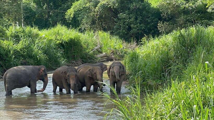 Chiang Mai: Elephant Sanctuary, Monk Trail & Doi Suthep Tour - Chiang Mai in one day: elephants, monk trail, and Doi Suthep