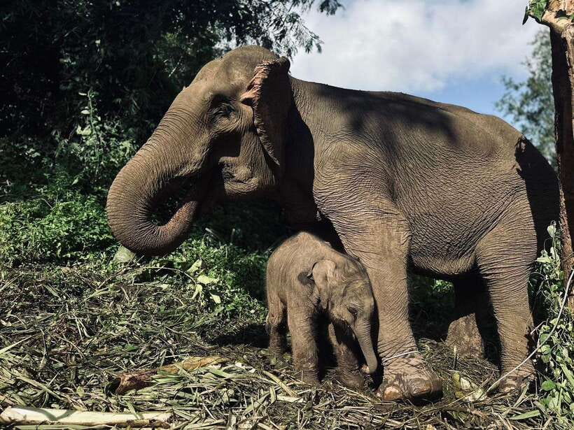 Chiang Mai: Elephant Sanctuary, Waterfall & Bamboo Rafting - Why this Chiang Mai elephant day feels different