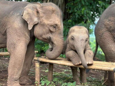 Chiang Mai: Elephant Sanctuary, Waterfall & Bamboo Rafting - The drive out of downtown Chiang Mai is part of the experience