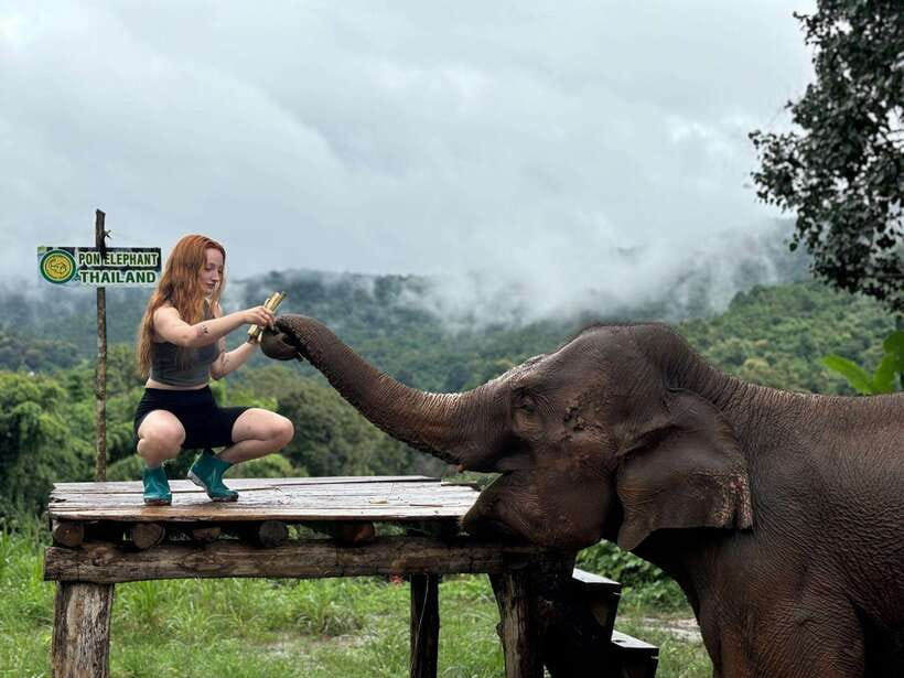 Chiang Mai: Elephant Sanctuary, Waterfall & Bamboo Rafting - Elephant feeding and forest walking: what you’ll actually do
