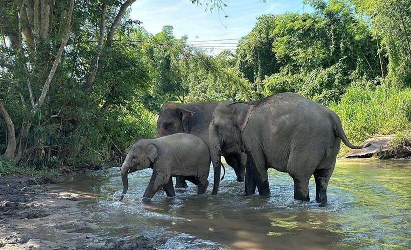 Chiang Mai: Elephant Sanctuary, Waterfall & Bamboo Rafting - Thai lunch and the break you’ll be grateful for