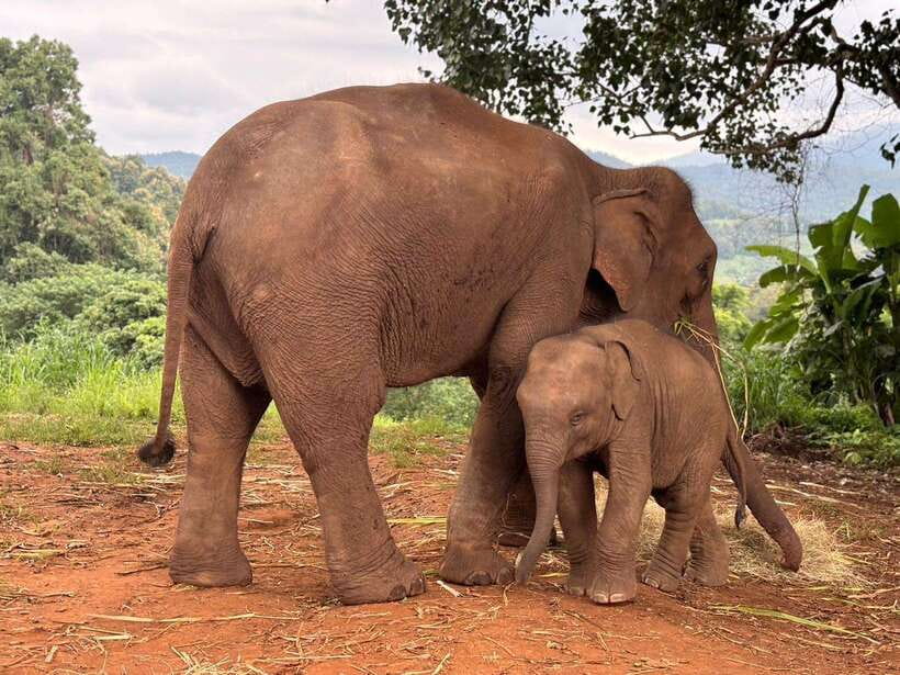 Chiang Mai: Elephant Sanctuary & Waterfall Group Tour - Key highlights to know before you go