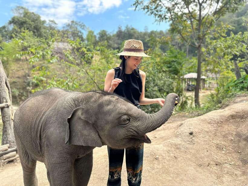 Chiang Mai: Elephant Sanctuary & Waterfall Group Tour - Lunch in a tiffin mindset: fuel for the ride home