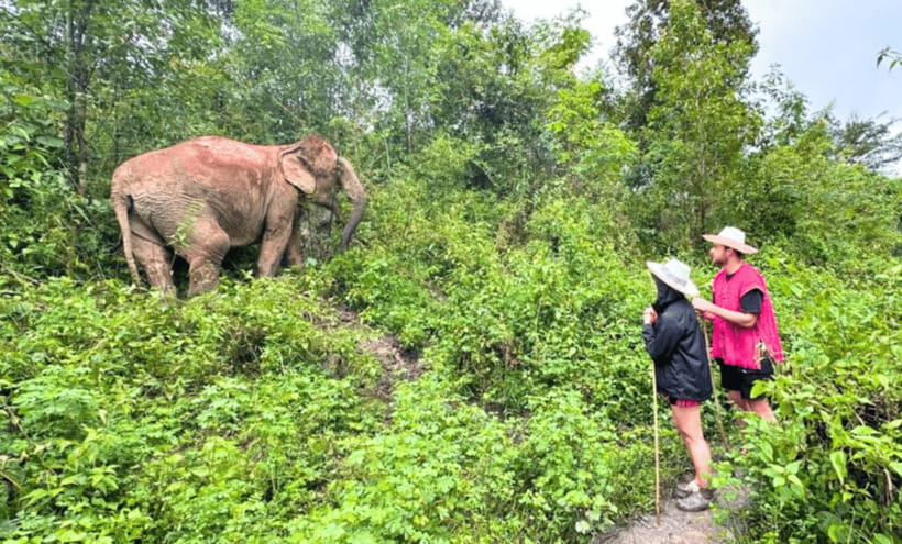 Chiang Mai: Ethical Half Day Elephant Sanctuary & Waterfall - Waterfall Time in Mae Wang: Tea, Cool Water, and No Elephant Bathing