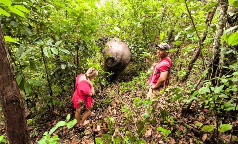 Chiang Mai: Ethical Half Day Elephant Sanctuary & Waterfall - Who This Tour Suits Best (and Who Should Skip It)