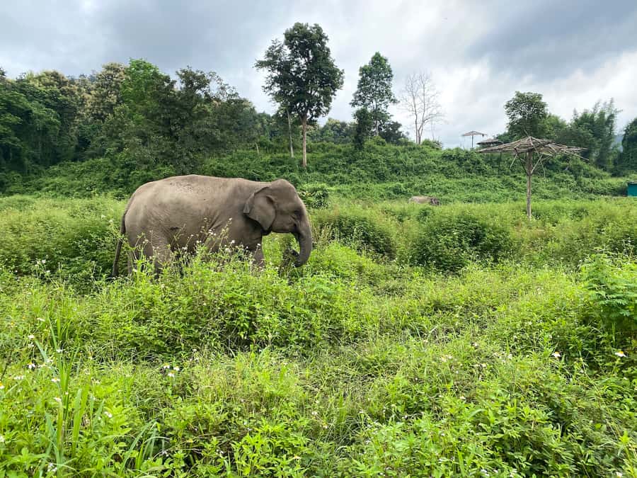 Chiang Mai: Small Group Ethical Elephant Sanctuary Tour - Ethical elephant time in a national-park setting