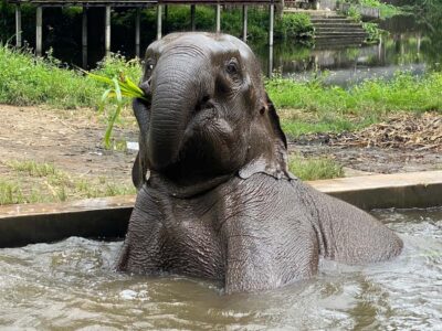 Chiang Mai: Small Group Ethical Elephant Sanctuary Tour - Getting there from Chiang Mai: the van ride and the early start
