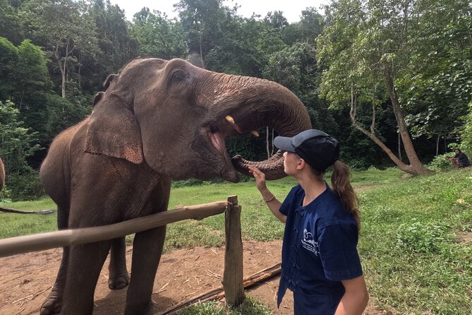Elephant care program at CHIANGMAI ELEPHANT CARE - Half-Day Elephant Care in Chiang Mai: What Makes It Work