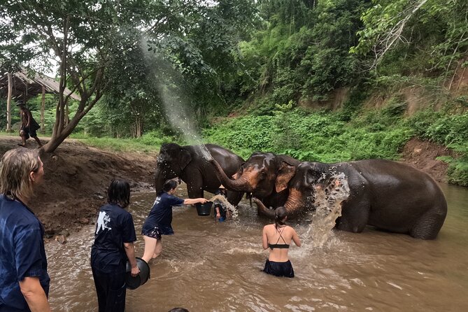 Elephant care program at CHIANGMAI ELEPHANT CARE - Lunch on a Half Day: Simple, Local, and Actually Useful