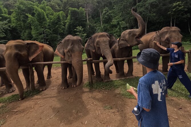 Elephant care program at CHIANGMAI ELEPHANT CARE - What You’ll Actually Need to Bring (and Why)