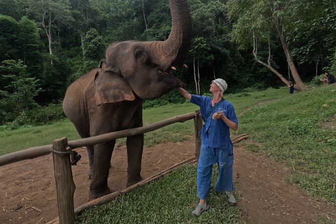 Elephant care program at CHIANGMAI ELEPHANT CARE - Walking and Observing Elephants Without a Show
