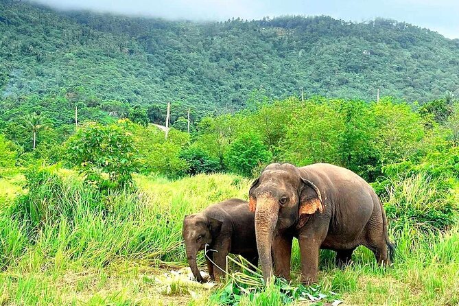 Elephant Nature Care, the largest elephant sanctuary on Koh Samui - Key things I’d bet on