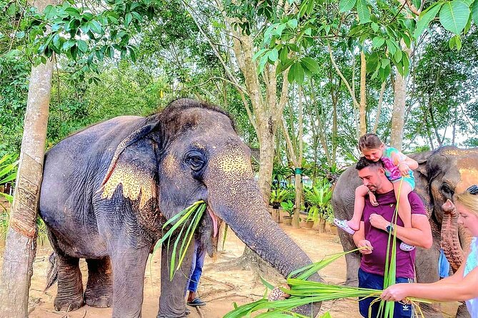 Elephant Nature Care, the largest elephant sanctuary on Koh Samui - Elephant Nature Care: what makes this Koh Samui sanctuary visit feel different
