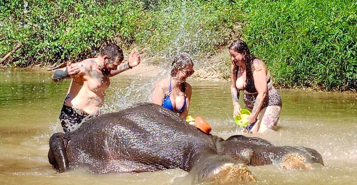 Ethical Elephant Sanctuary Experience in Khao Lak - Mud Baths at the Creek: What You’ll See (and What You Won’t)