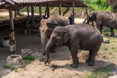 From Bangkok: Elephant Sanctuary and Kanchanaburi Tour - Feeding, grass cutting, and bathing: what your time with the elephants really looks like