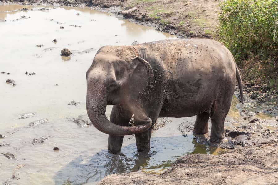 From Bangkok: Elephant Sanctuary and Kanchanaburi Tour - Lunch timing and what’s included (and what’s not)